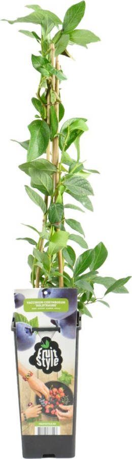 Bloomique Vaccinium Corymbosum 'Goldtraube' Blauwe Bessen Plant Fruitplanten Tuinplanten Winterhard ⌀14 cm Hoogte 60-70cm