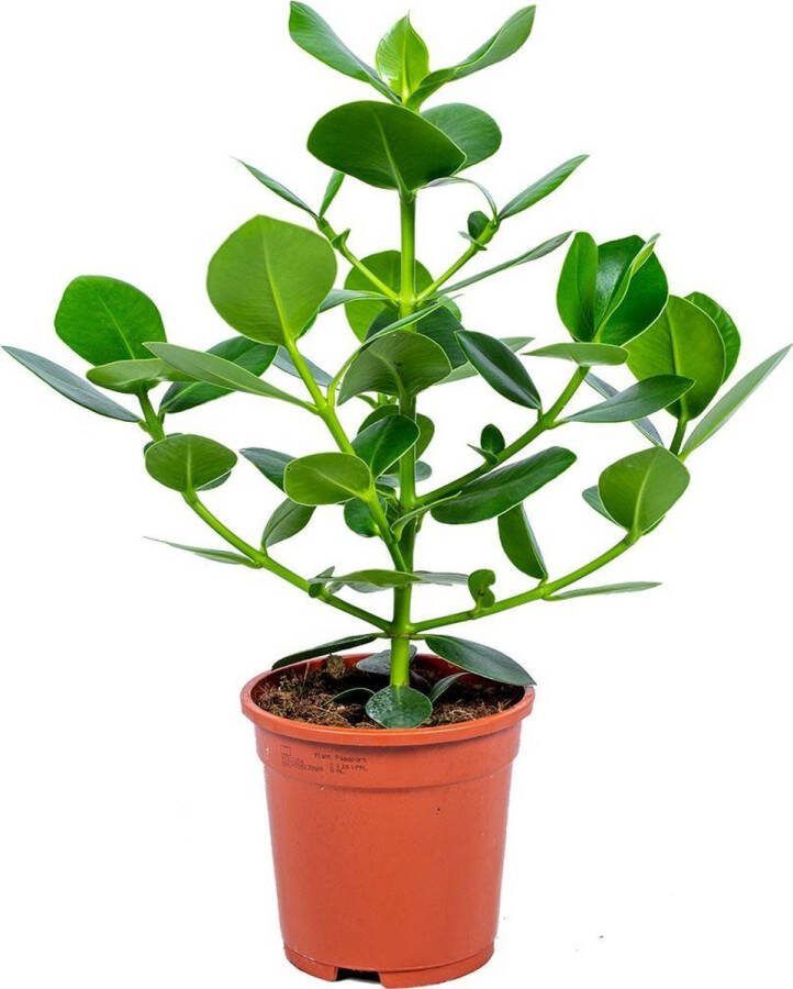Bloomique Clusia Rosea Princess Varkensboom Pot 17 Cm Hoogte 55 Cm