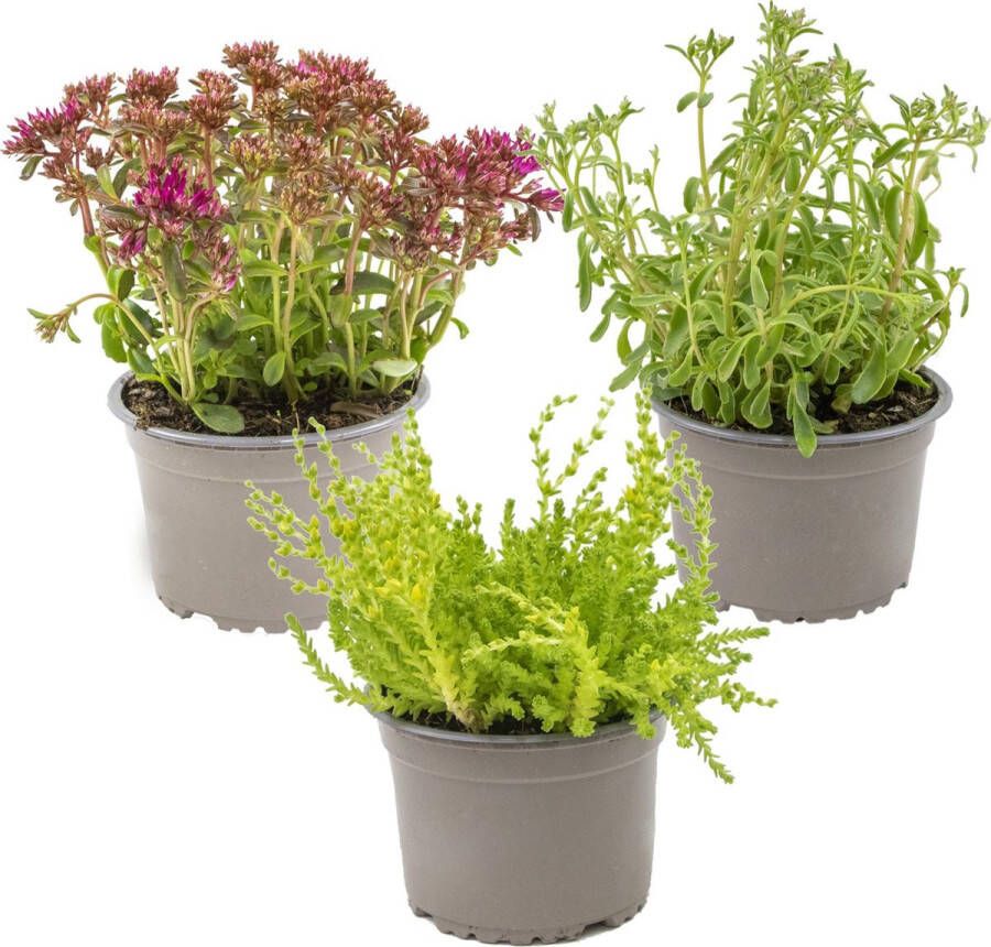 Bloomique Vaste planten mix per 3 stuks buitenplant in kwekerspot ⌀14 cm ↕10-15 cm