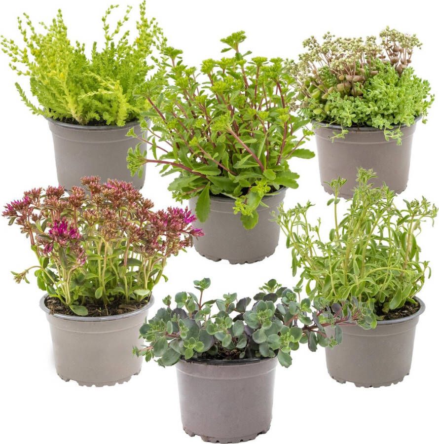 Bloomique Vaste planten mix per 6 stuks buitenplant in kwekerspot ⌀14 cm ↕10-15 cm