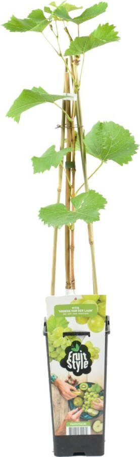 Bloomique Vitis Vinifera 'Vroege van der Laan' Druivenplant Witte Druiven Fruitplanten Tuinplanten Winterhard ⌀14 cm Hoogte 60-70cm