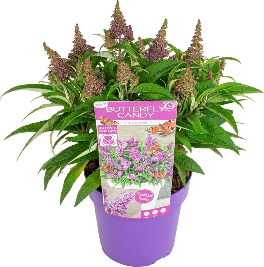 Bloomique Vlinderstruik Buddleja Butterfly Candy 'Little Purple' Tuinplanten Winterhard ⌀19 cm 30-40 cm