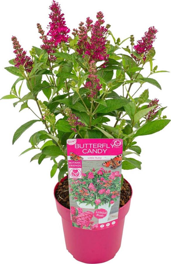 Bloomique Vlinderstruik Buddleja Butterfly Candy 'Little Ruby' Tuinplanten Winterhard ⌀19 cm 30-40 cm