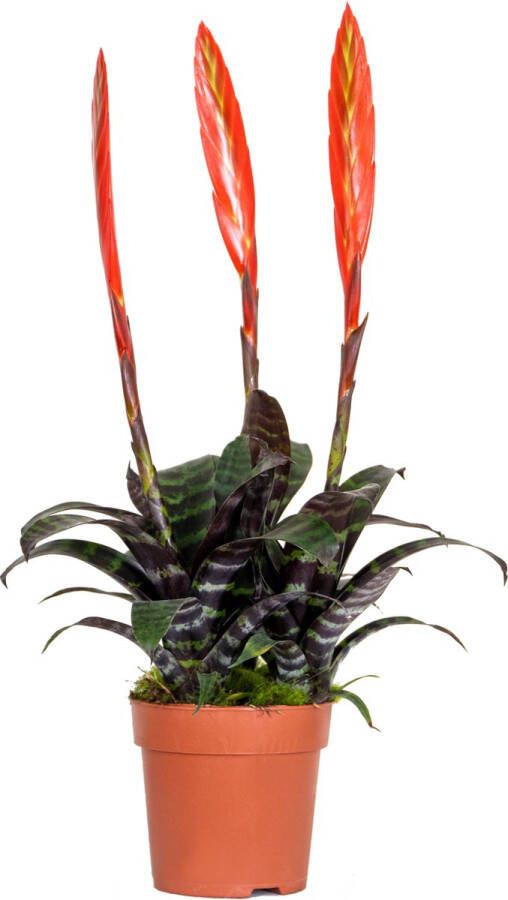 Bloomique Vriesea Era – Fakkelbromelia – Kamerplant – Onderhoudsvriendelijk – ⌀12 cm – 40-50 cm