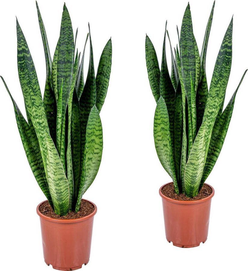 Bloomique Vrouwentong | Sansevieria XL 'Zeylanica' per 2 stuks Kamerplant in kwekerspot ⌀17 cm ↕65 cm