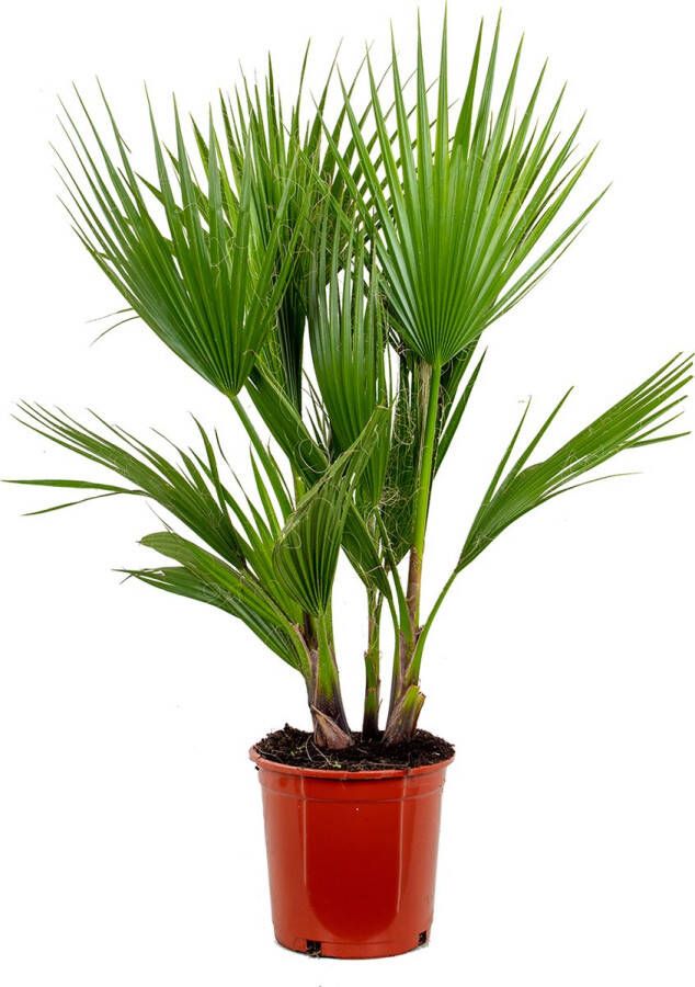 Bloomique Washingtonia Robusta Mexicaanse Waaierpalm Palm Groenblijvend ⌀21 Cm – ↕80-100 Cm