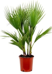 Bloomique Washingtonia Robusta Mexicaanse Waaierpalm Palm Groenblijvend ⌀21 cm – 80-100 cm