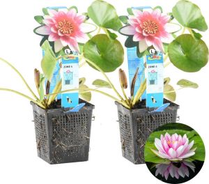 Bloomique Waterlelie Paars | Nymphaea 'Attraction' 2x Vijverplant in kwekerspot ⌀11 cm ↕15 cm