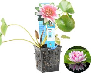 Bloomique Waterlelie Paars | Nymphaea 'Attraction' Vijverplant in kwekerspot ⌀11 cm ↕15 cm