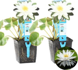 Bloomique Waterlelie Wit | Nymphaea 'Marliacea Albida' 2x Vijverplant in kwekerspot ⌀11 cm ↕15 cm