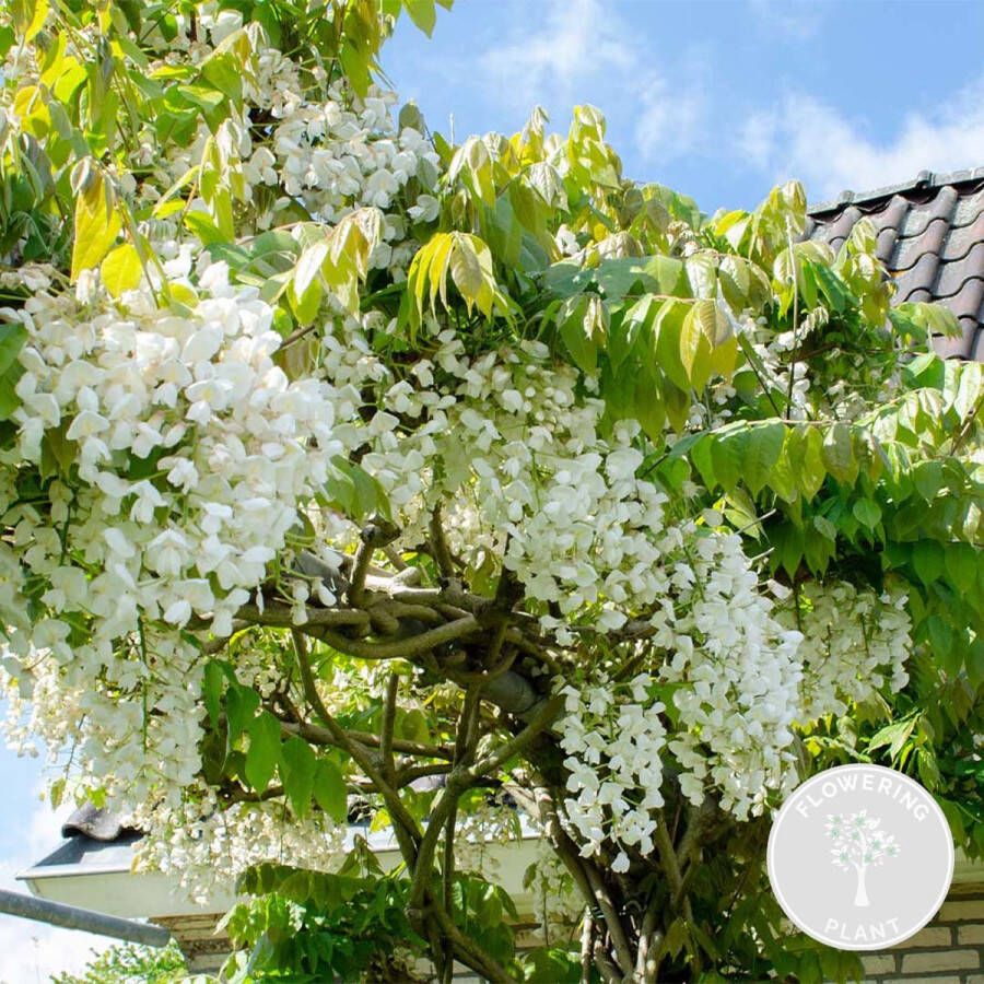 Bloomique Wisteria 'Alba' – Blauwe regen – Wit Klimplant – Onderhoudsvriendelijk ⌀15 cm 60-70 cm