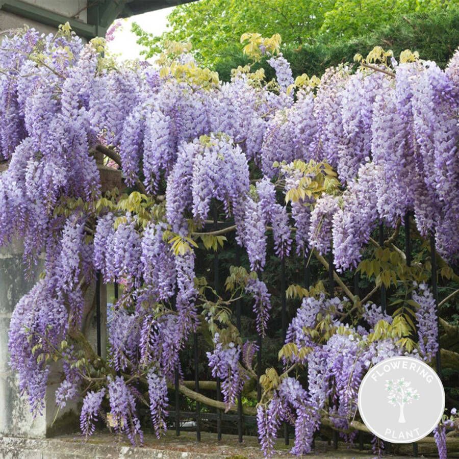 Bloomique Wisteria sinensis Prolific – Blauwe regen – Klimplant – Onderhoudsvriendelijk ⌀15 cm 60-70 cm