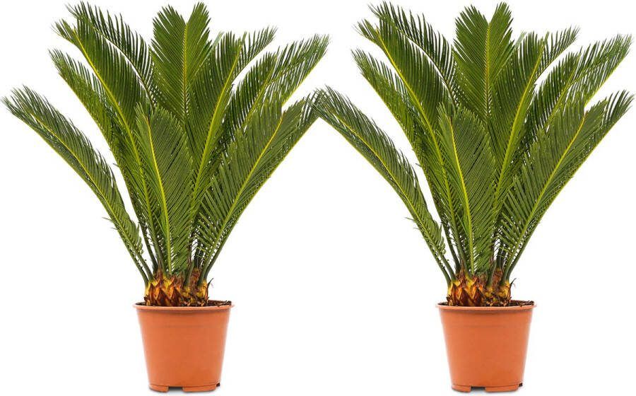 Bloomique WL Plants 2x Cycas Revoluta Vredespalm Sagopalm Palmvaren Kamerplanten Zeer Gemakkelijk te Verzorgen ± 60cm hoog 17cm diameter In Kweekpot