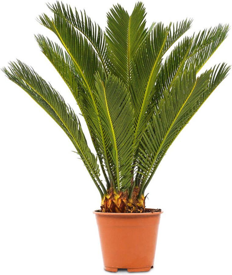 Bloomique WL Plants Cycas Revoluta Vredespalm Sagopalm Palmvaren Kamerplanten Zeer Gemakkelijk te Verzorgen ± 60cm hoog 17cm diameter In Kweekpot