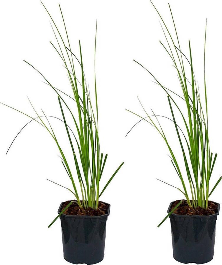 Bloomique | XL Cortaderia 'Mini Pampas' Dwergpampasgras per 2 stuks Buitenplant in kwekerspot ⌀17 cm Hoogte ↕25 cm