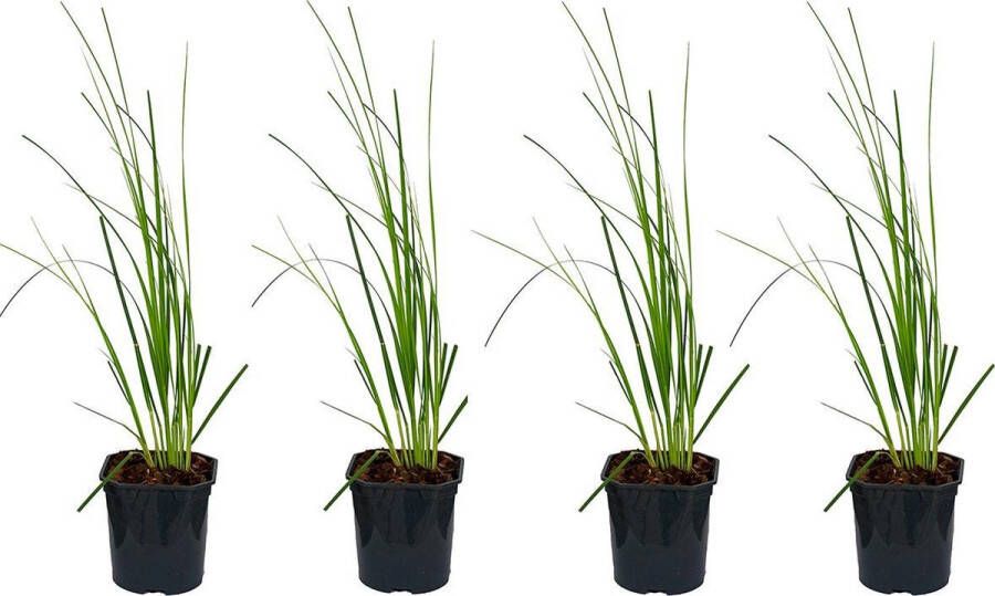 Bloomique | XL Cortaderia 'Mini Pampas' Dwergpampasgras per 4 stuks Buitenplant in kwekerspot ⌀17 cm Hoogte ↕25 cm