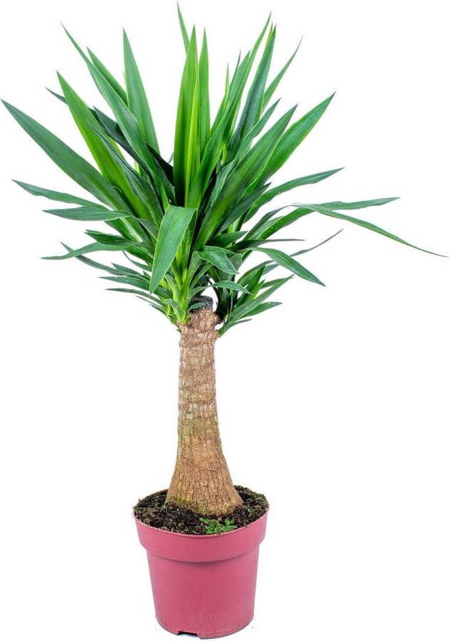 Bloomique Yucca Elephantipes Palmlelie Kamerplanten Luchtzuiverend Gemakkelijk in onderhoud Pot 21cm 80-100cm Hoog