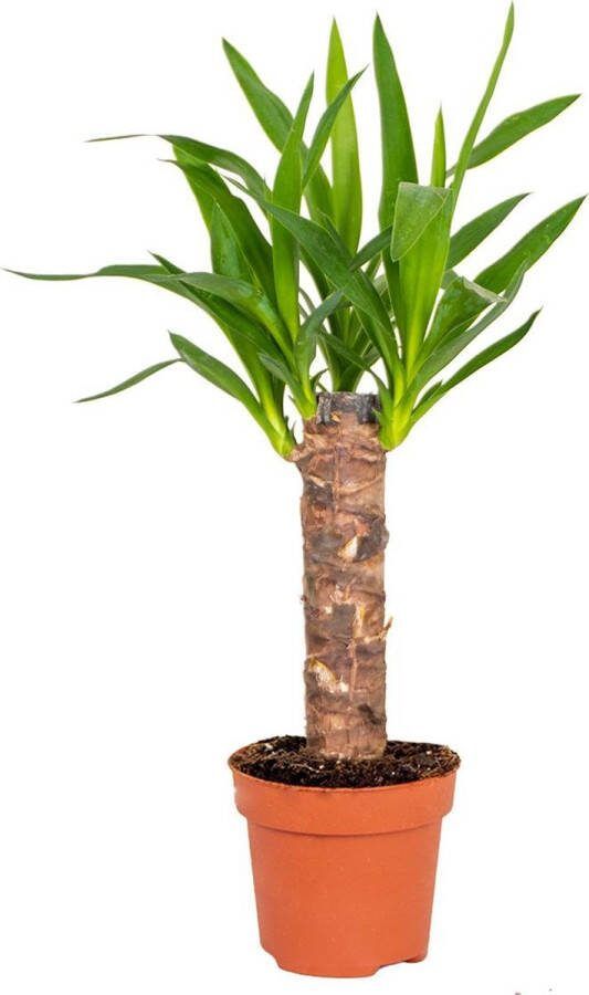 Bloomique Yucca Palmlelie Kamerplant in kwekerspot ⌀12 cm ↕35-45 cm
