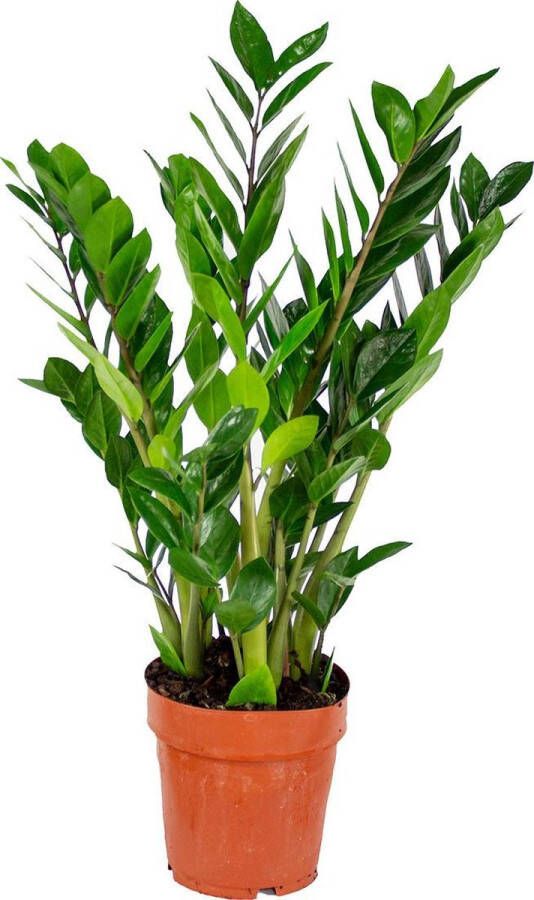 Bloomique Emerald Palm per stuk Zamioculcas Kamerplant in kwekerspot ⌀17 cm Hoogte ↕50-60 cm