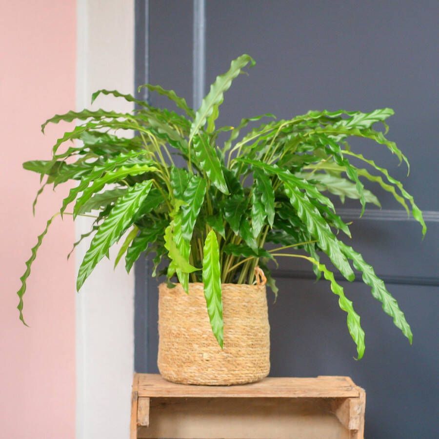 Bloompost.nl Calathea Rufibarba Bluegrass | Groene Kamerplant | Potmaat 17cm | Hoogte 60cm | Geleverd in kwekerspot