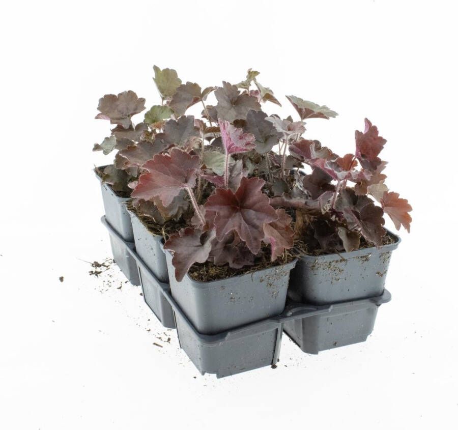 Bodem bedekker Purpurklokje 12 Stuks Heuchera micrantha 'Palace Purple' P9 Plant Tuinplant