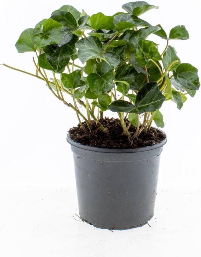 Bodembedekker Bodebedekker Ierse Klimop 6 Stuks Hedera hibernica P13 Plant Tuinplant