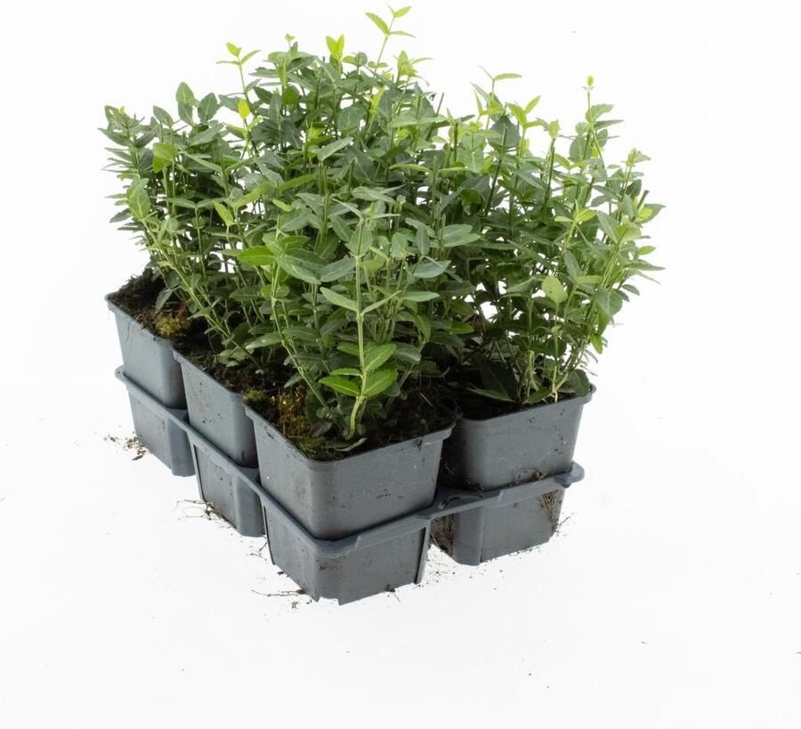 Bodembedekker Groene Kardinaalsmuts Euonymus fortunei 'Radicans' 12 Stuks P9 Plant Tuinplant