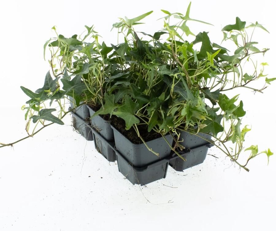 Bodembedekker Groene Klimop 12 Stuks Hedera helix 'Sagittifolia' P9 Plant Tuinplant