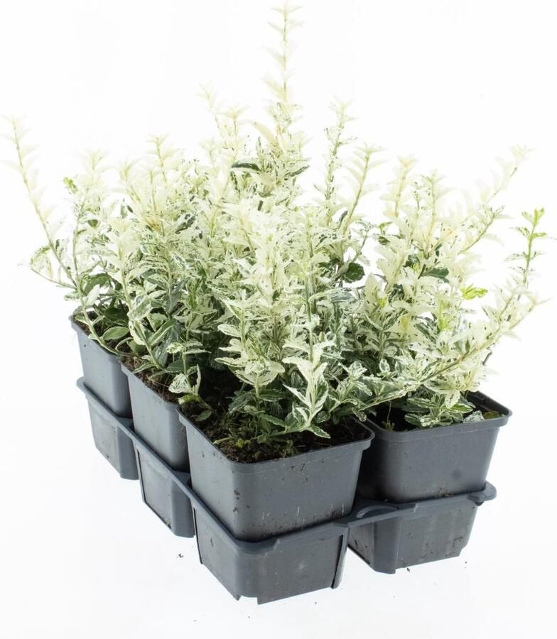 Bodembedekker Kardinaalshoed 12 Stuks Euonymus fortunei 'Harlequin' P9 Plant Tuinplant