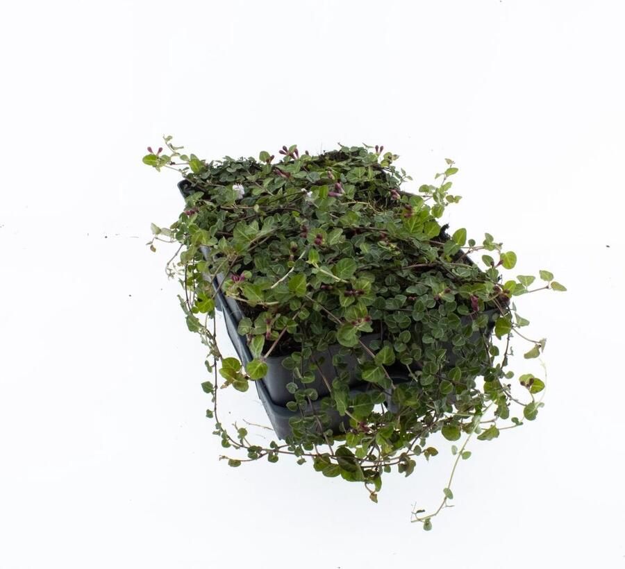 Bodembedekker Patrijsbest 12 Stuks Mitchella repens P9 Plant Tuinplant