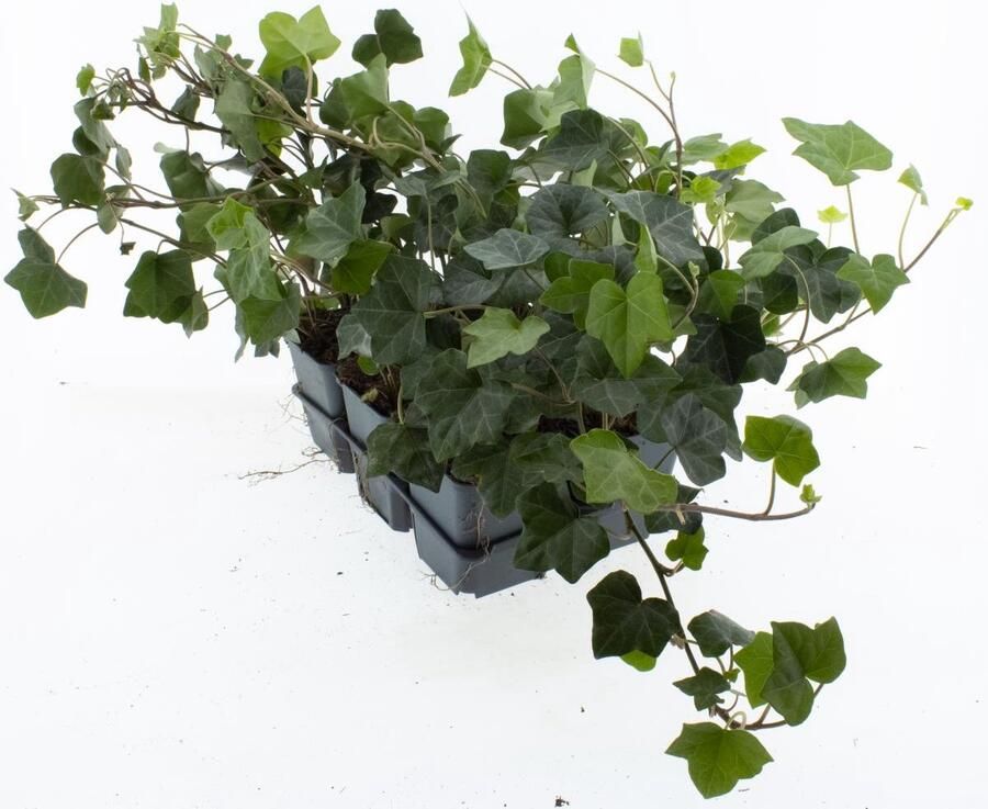 Bodembedekker s Groene Klimop 12 Stuks Hedera helix 'Plattensee' P9 Plant Tuinplant