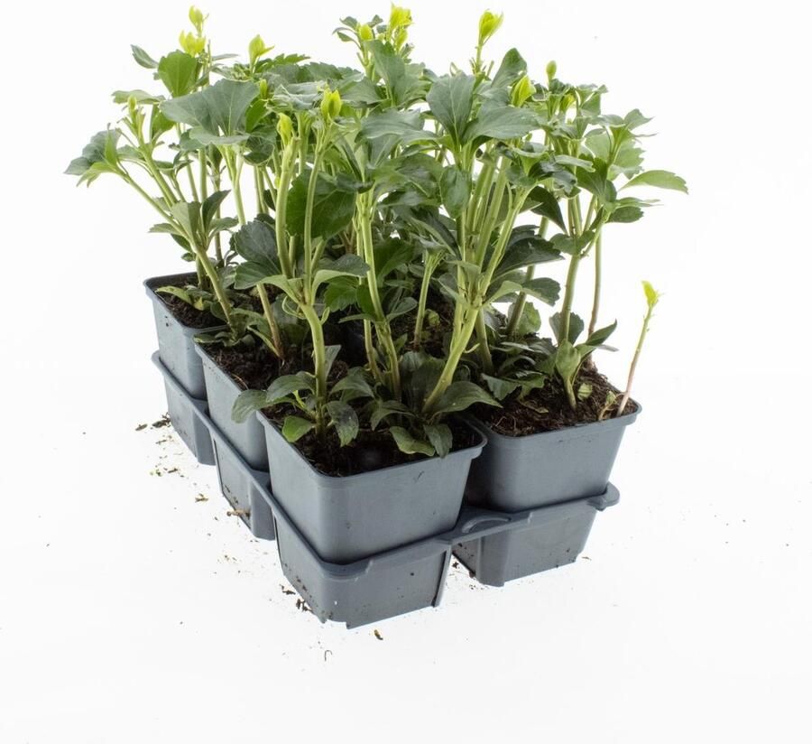 Bodembedekker Schaduwkruid 12 Stuks Pachysandra terminalis 'Green Sheen' P9 Plant Tuinplant