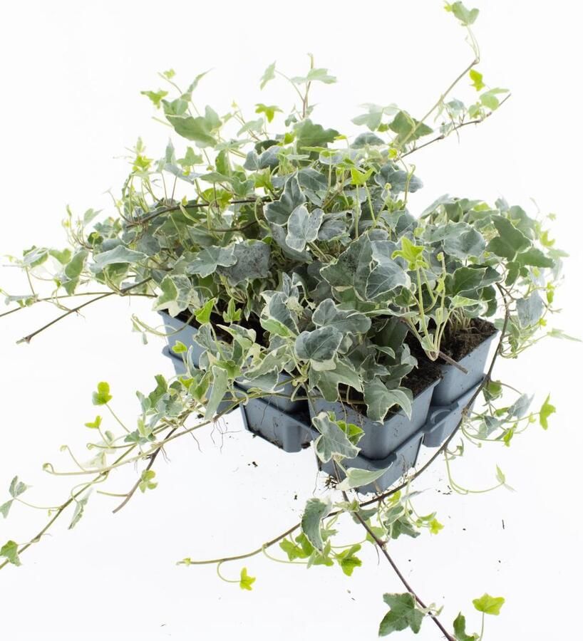 Bodembedekker Witbonte Klimop 12 Stuks Hedera helix 'Glacier' P9 Plant Tuinplant