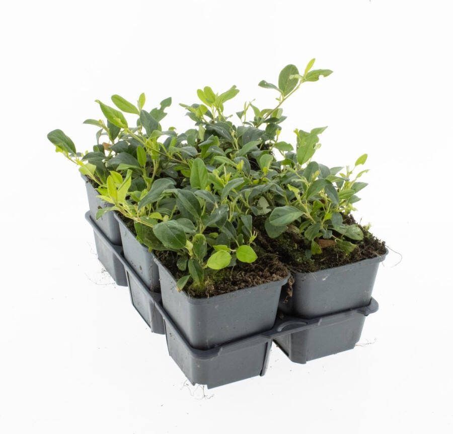Bodembedekker Dwergmispel Cotoneaster dammeri 12 Stuks P9 Plant Tuinplant