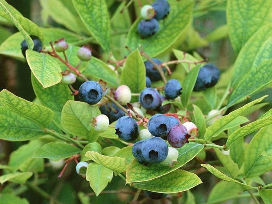 Bodembedekker Europeese blauwe bes 10 Stuks Vaccinium myrtillus P9.5 Plant Tuinplant