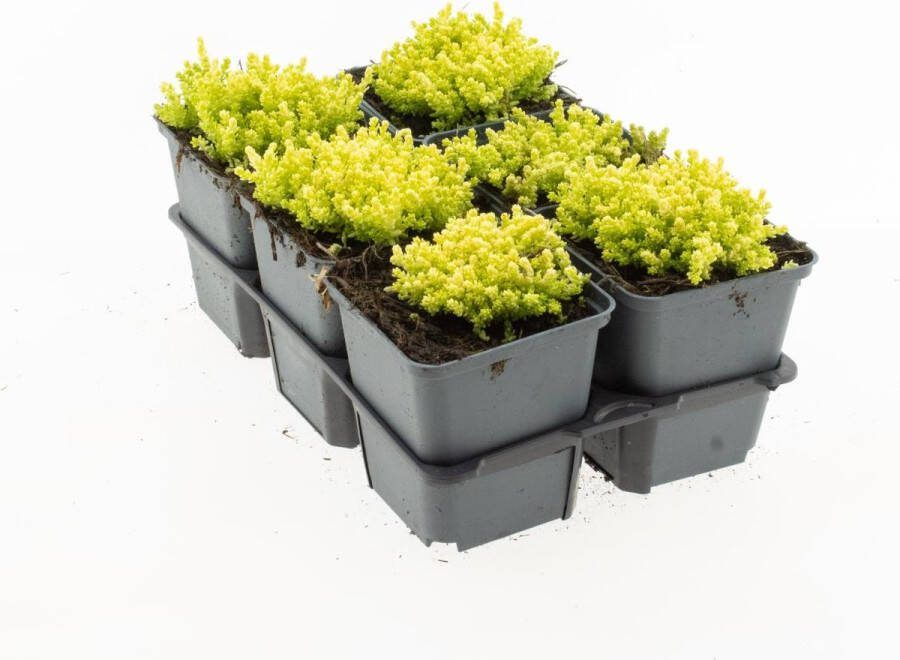 Bodembedekker Geel Vetkruid Sedum acre 'Yellow Qeen' 12 Stuks P9 Plant Tuinplant