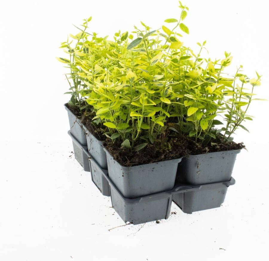 Bodembedekker Geelbonte Kardinaalshoed Euonymus fortunei 'Emerald 'n' Gold' 12 Stuks P9 Plant Tuinplant
