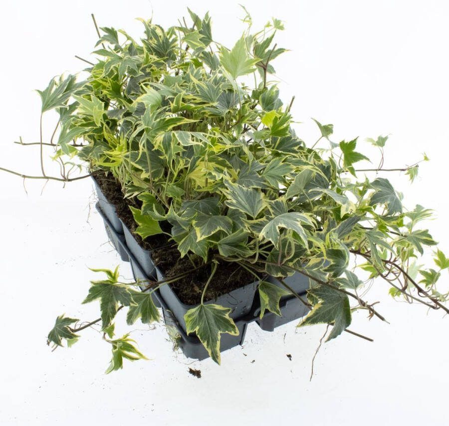 Bodembedekker Geelbonte Klimop 12 Stuks Hedera helix 'Yellow Ripple' P9 Plant Tuinplant