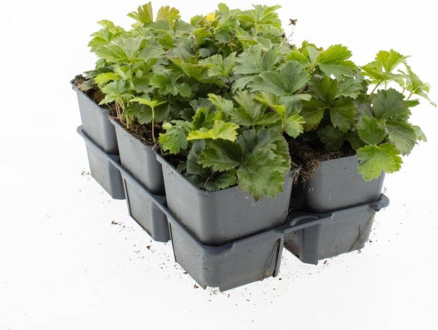 Bodembedekker Goudaardbei 12 Stuks Waldsteinia ternata P9 Plant Tuinplant