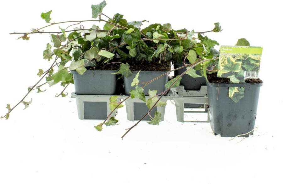 Bodembedekker Groene Klimop 12 Stuk Hedera helix P9 Plant Tuinplant