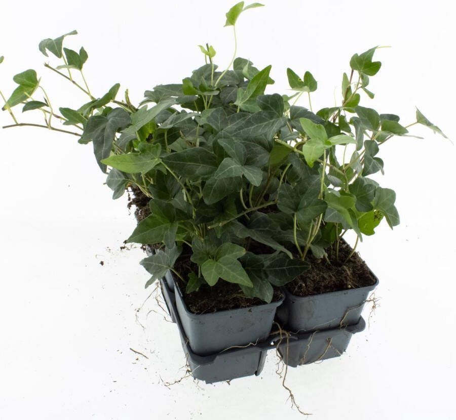 Bodembedekker Groene Klimop 12 Stuks Hedera helix 'Shamrock' P9 Plant Tuinplant