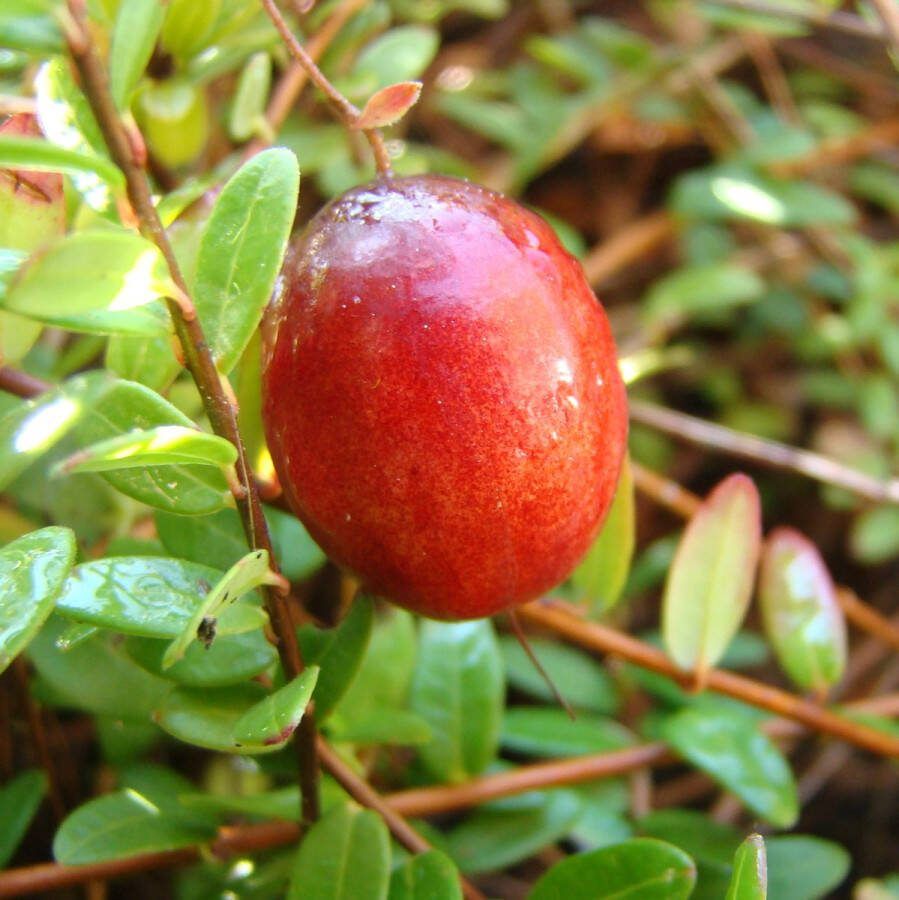 Bodembedekker Kleine veenbes 10 Stuks Vaccinium oxycoccos P9.5 Plant Tuinplant Bessen