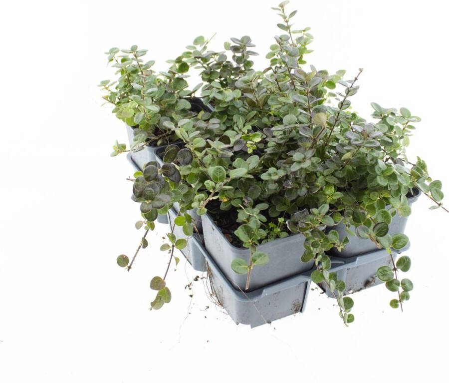 Bodembedekker Kruipende Kamperfoelie 12 Stuks Lonicera crass. 'Little Honey' P9 Plant Tuinplant