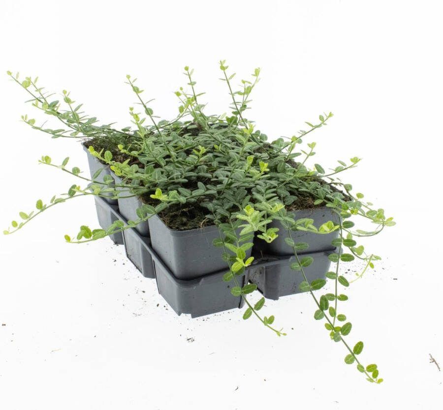 Bodembedekker Kruipende Kardinaalshoed 12 Stuks Euonymus fortunei 'Minimus' P9 Plant Tuinplant