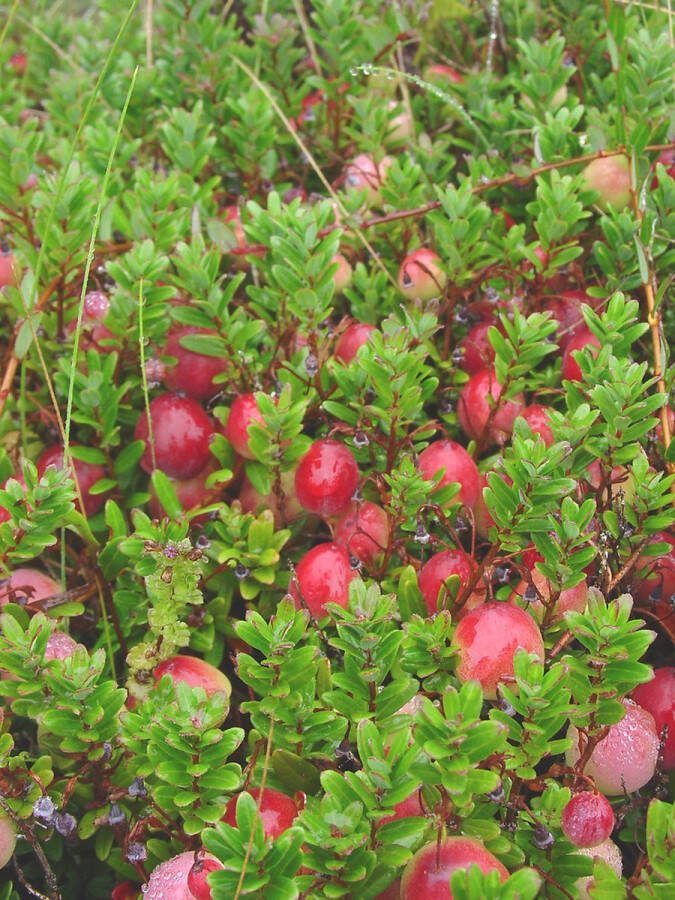 Bodembedekker Lepeltjes heide 10 Stuks Vaccinium macropon 'Howes' P9.5 Plant Tuinplant