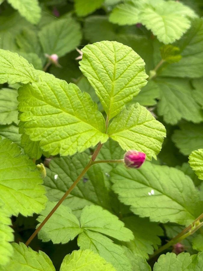 Bodembedekker Poolbraam 6 Stuks Rubus arcticus 'Sofia' 1.5L Plant Tuinplant