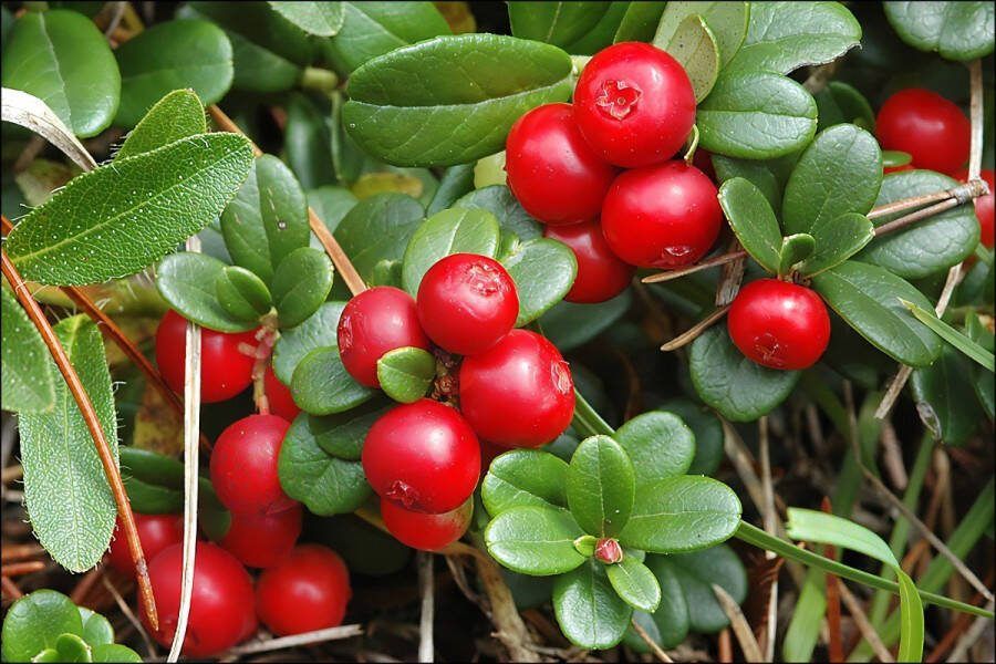 Bodembedekker Rode Bosbes 6 Stuks Vaccinium vitis-idaea 1.5L Plant Tuinplant