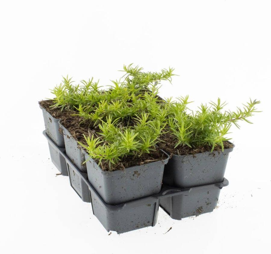 Bodembedekker Rode Kruipphlox 12 Stuks Phlox subulata 'Scarlet Flame' P9 Plant Tuinplant