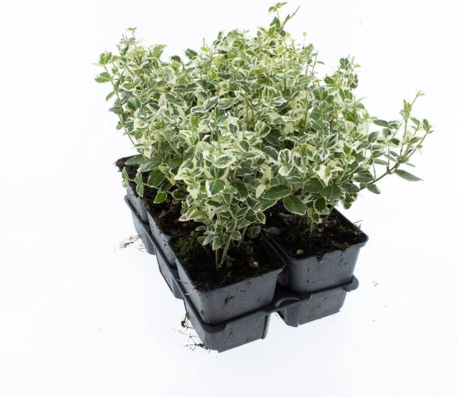 Bodembedekker s Witbonte Kardinaalshoed 12 Stuks Euonymus fortunei 'Emerald 'n Gaiety' P9 Plant Tuinplant