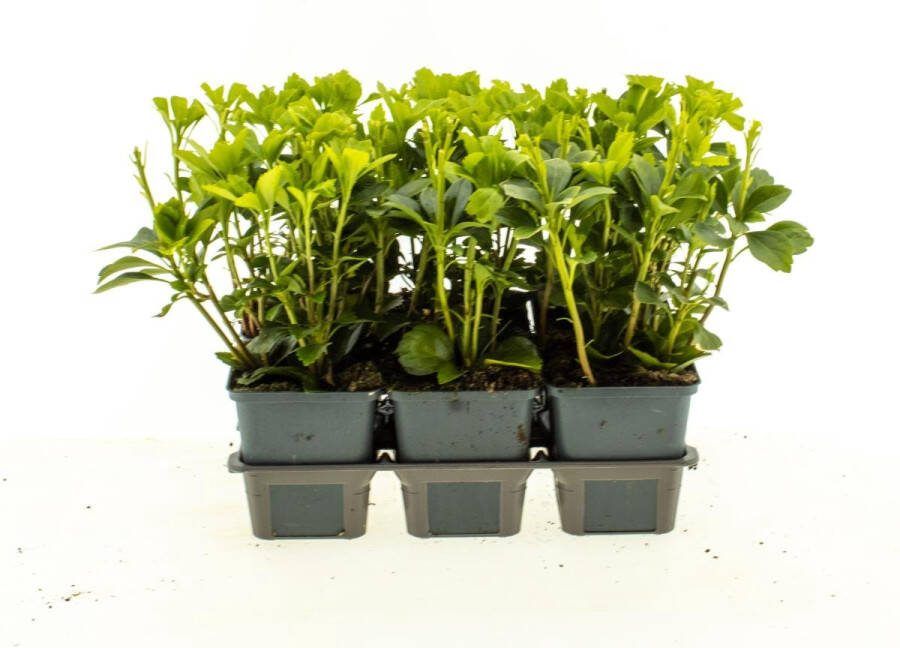 Bodembedekker Schaduwkruid 12 Stuks Pachysandra terminalis 'Green Carpet' P9 Plant Tuinplant